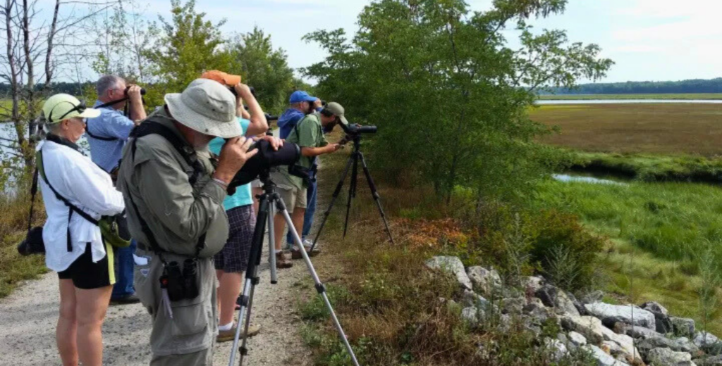 Birding in Portland Maine